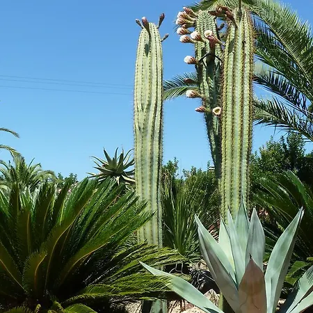 Cala Dei Peducelli カポリーヴェリ
